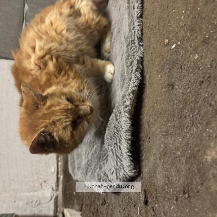 Photo 1/1 Found cat Found in Onzain