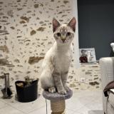 Picture of cat lost at Chaptelat