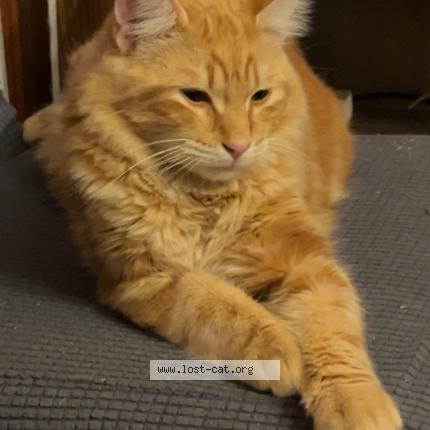 Photo 1/1 Milo Chat lost in Terre haute