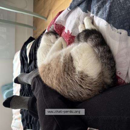 Photo 1/1 Found cat Found in Bordeaux