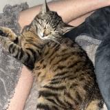 Picture of cat lost at Pexiora