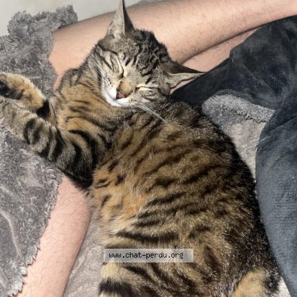 Photo 1/1 Boobi Chat lost in Pexiora