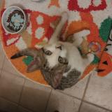 Picture of cat found at Grand Rapids