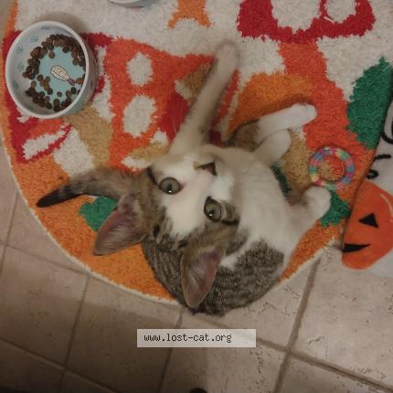 Photo 1/1 Found cat Found in Grand rapids