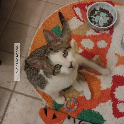 Photo 1/1 Found cat Found in Grand Rapids