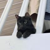 Picture of cat lost at Mirabel