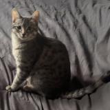 Picture of cat lost at Erstein