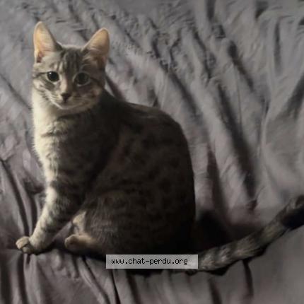 Photo 1/1 Aiko Chat lost in Erstein