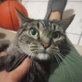 Picture of cat lost at Los Angeles