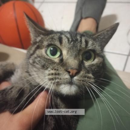 Photo 1/1 Tigerlilly Chat lost in Los angeles