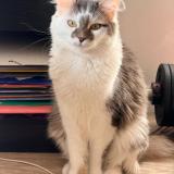 Picture of cat lost at Pantin