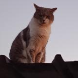 Picture of cat lost at Plesse