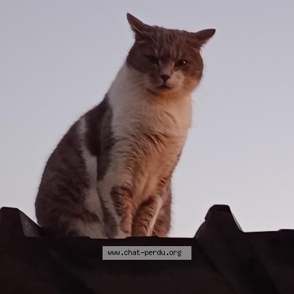 Photo 1/1 Pilou Chat lost in Plesse