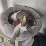 Picture of cat lost at Cachan