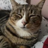 Picture of cat lost at Aussonne