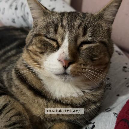 Photo 1/1 Seyna Chat lost in Aussonne