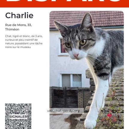 Photo 1/3 Charlie Chat lost in Thimeon