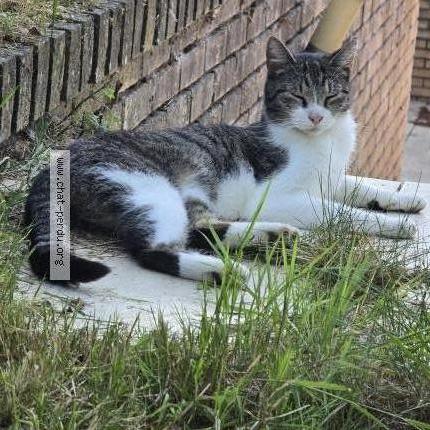 Photo 3/3 Charlie Chat lost in Thimeon