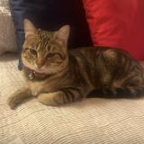 Picture of cat lost at Limoges