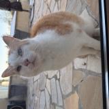 Picture of cat found at Saint Saturnin