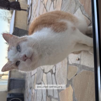 Photo 1/1 Found cat Found in Saint saturnin