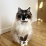 Picture of cat lost at Nouatre