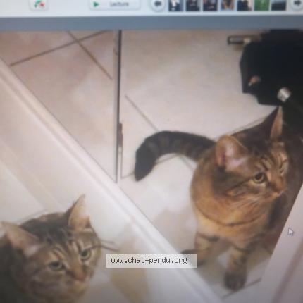 Photo 1/1 melody Chat lost in Pont l abbe d arnoult