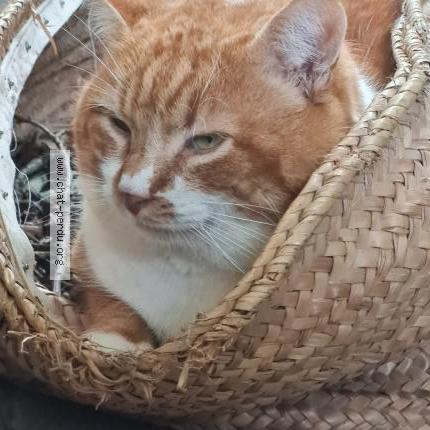 Photo 1/1 Hélène Kaeppelin Chat lost in Velluire