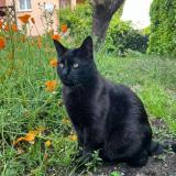 Picture of cat lost at Beaupuy