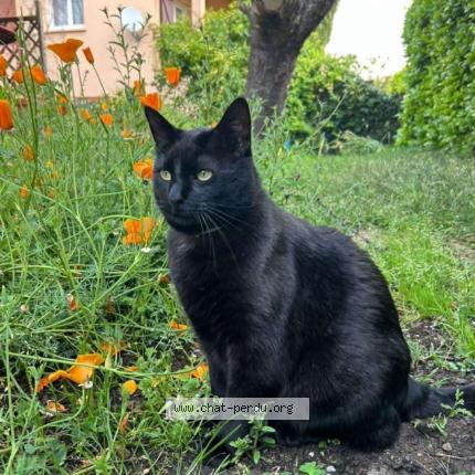 Photo 1/2 Minou Chat lost in Beaupuy