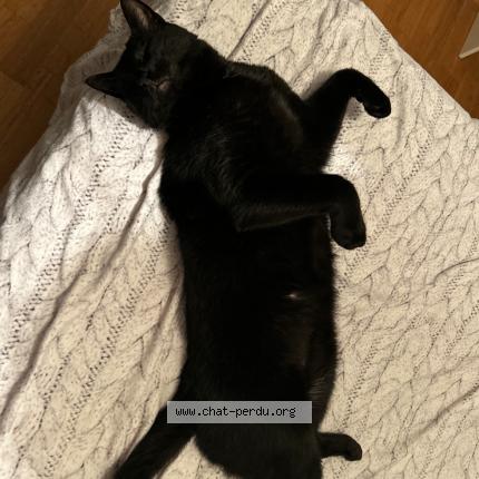 Photo 2/2 Minou Chat lost in Beaupuy