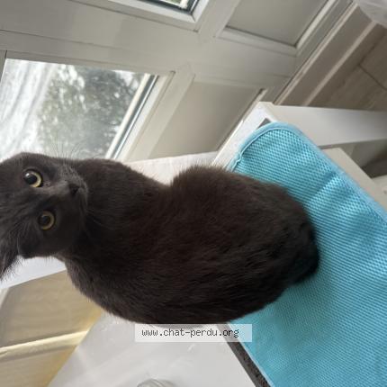 Photo 1/1 Found cat Found in Vitry sur seine