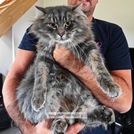 Photo 1/1 Balou Chat lost in Hulsonniaux