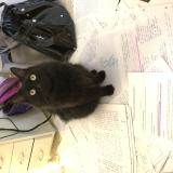 Picture of cat lost at Garons