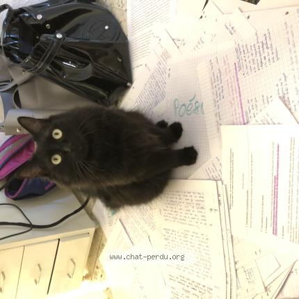 Photo 1/1 Happy Chat lost in Garons