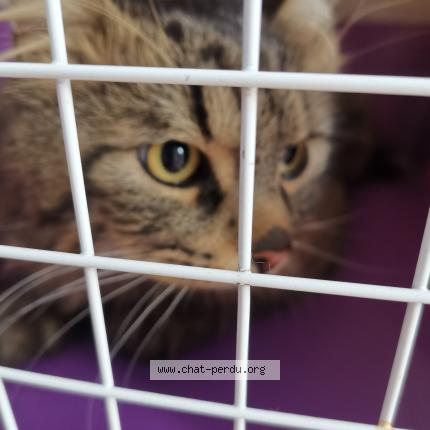 Photo 1/1 Found cat Found in 1090 jette