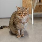 Picture of cat found at Le Porge