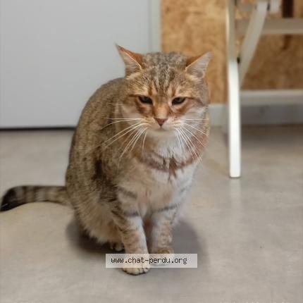 Photo 1/1 Found cat Found in Le porge