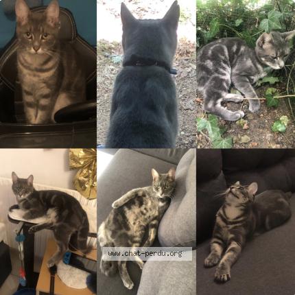 Photo 1/1 Tsuki Chat lost in Les pavillons sous bois