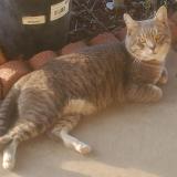 Picture of cat found at Phienix