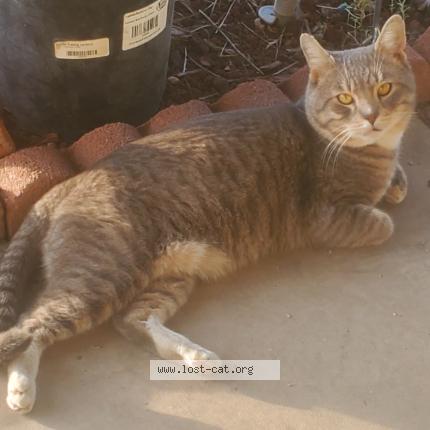Photo 1/1 Found cat Found in Phienix