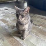 Picture of cat lost at Besancon