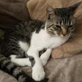 Picture of cat lost at Stains