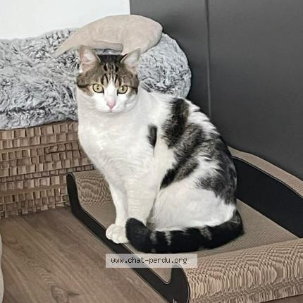 Photo 1/1 Bihan Chat lost in Paris