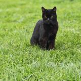 Picture of cat lost at Chailly En Biere