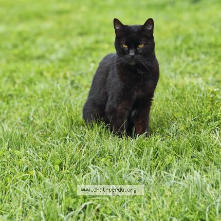 Photo 1/1 Yoshi Chat lost in Chailly en biere