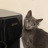 Picture of cat lost at Alfortville