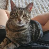 Picture of cat lost at Claremore