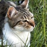 Picture of cat lost at Bourg Les Valence