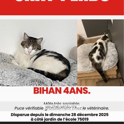 Photo 1/1 Bihan Chat lost in Paris